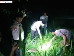 Tragis! Bayi Baru Lahir Dibuang di Sawah, Ditemukan Warga Ketapang Saat Pulang Kerja